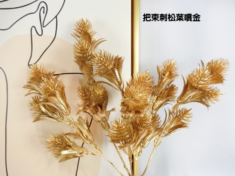 把束刺松葉噴金(71)