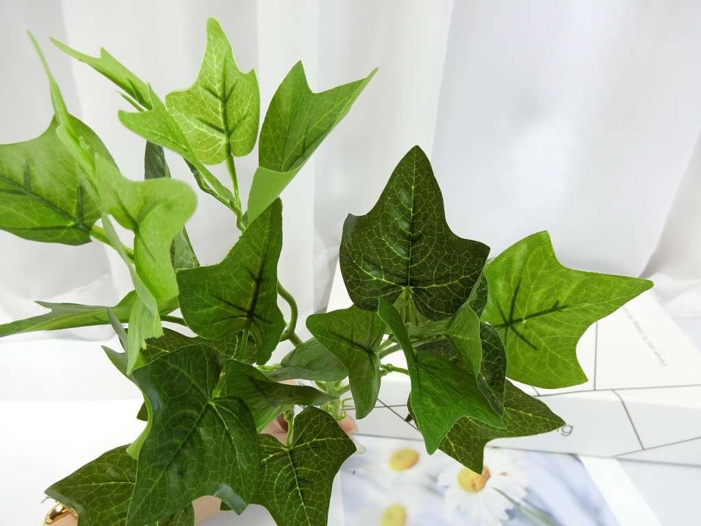 小7頭綠常春葉(63)