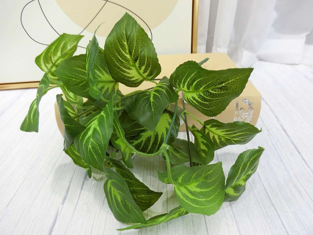 新五叉黃紋葉小小把(83)