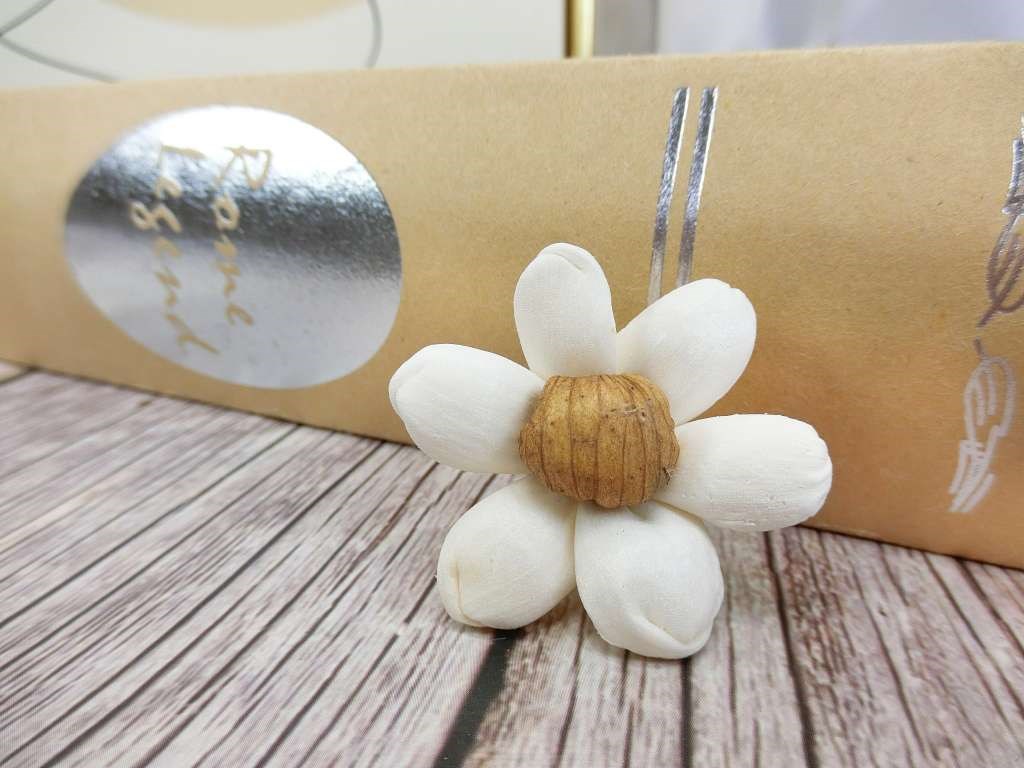 泰國小秋菊4cm(10入)白