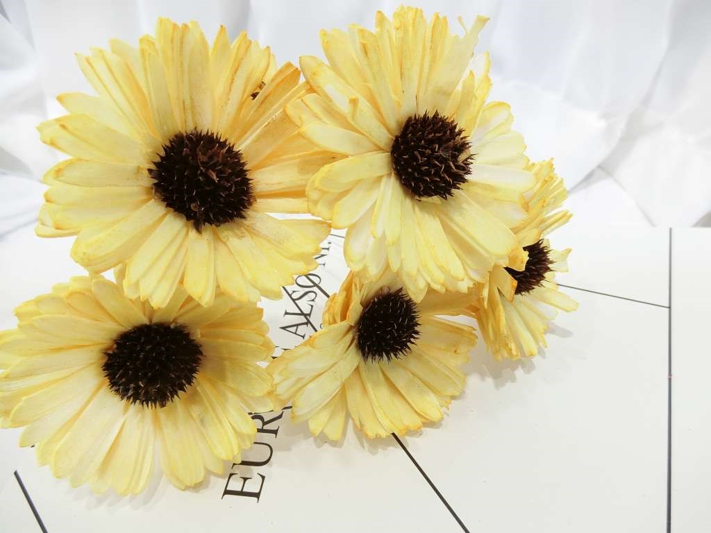 索拉向日葵6cm(8)5入-染*