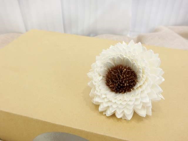 泰國重瓣向日葵  6cm(10入)白