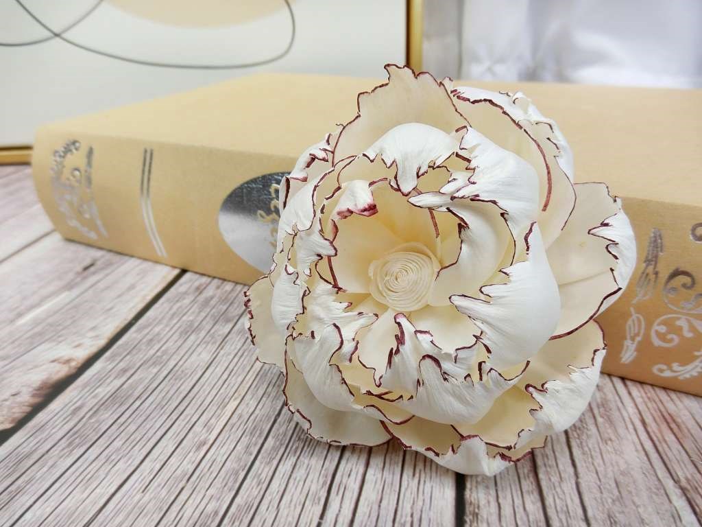 泰國紅邊牡丹9cm(3入)白