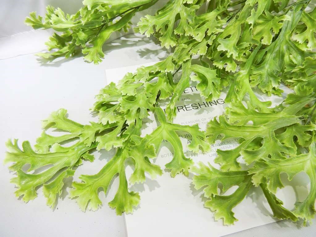 牛角藤掛葉(406)