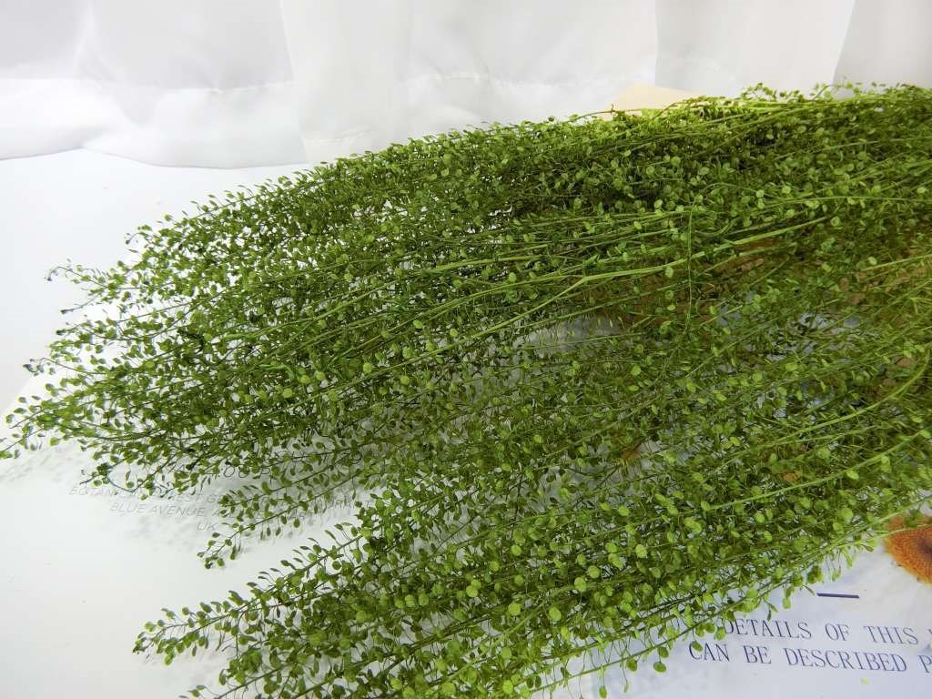 乾花綠蘿草(86)