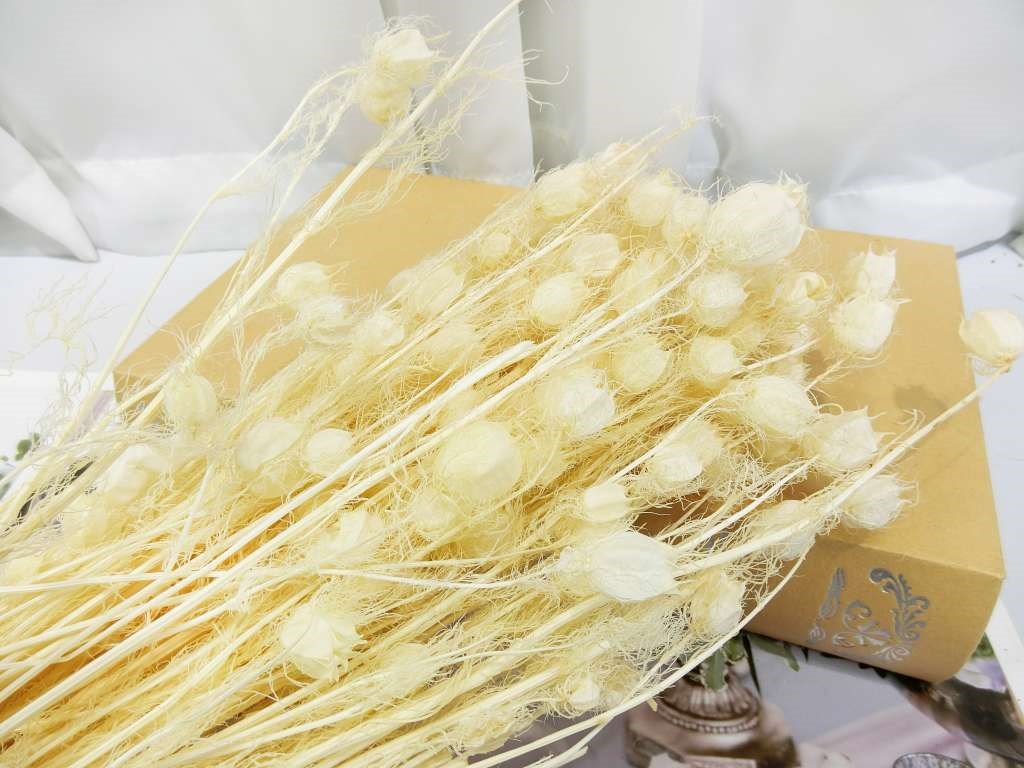 黑種草-荷蘭(484)綠.紅*
