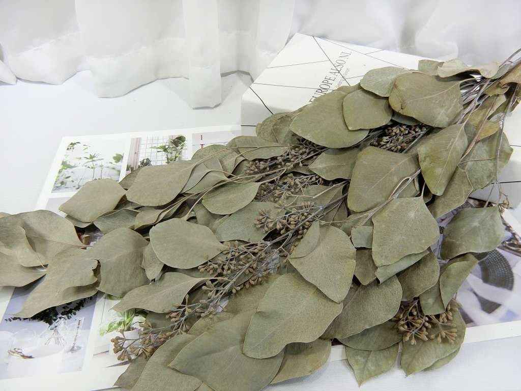果實尤加利(484)**原色