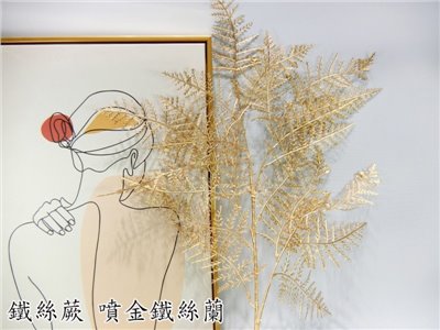 鐵絲蕨(7)噴金  鐵絲蘭