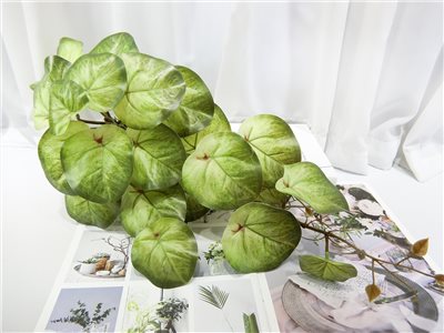 虎耳葉垂藤(409)14271