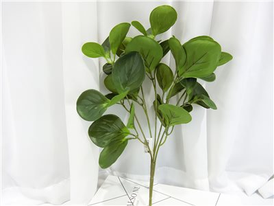 豆瓣葉(7)