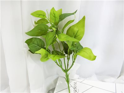 小7頭蔓綠絨葉(63)