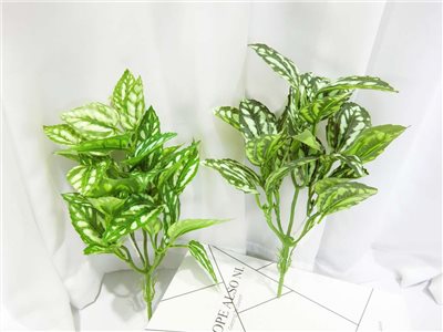 小7頭冷水葉(63)綠.深綠