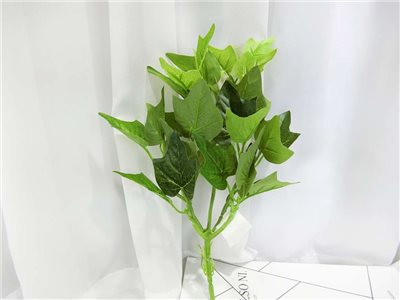 小7頭綠常春葉(63)