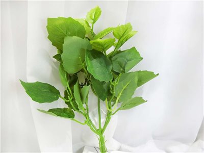 小7頭葡萄葉(63)