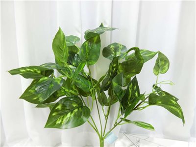 五叉黃金葛小把(83)