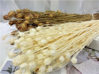 黑種草-荷蘭(484)綠.紅*