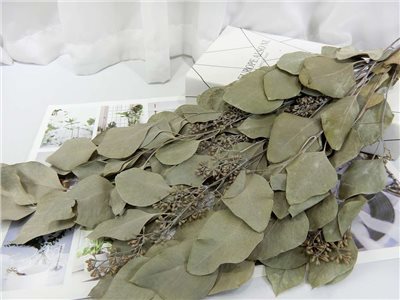 果實尤加利(484)**原色