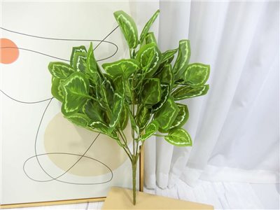 五叉白紋竹芋葉小把(83)
