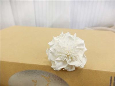 泰國索拉嘉得利亞4cm(10入)白