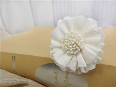 泰國索拉洋甘菊  6cm(10入)白