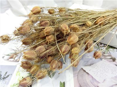 黑種草-荷蘭(484)綠.紅*