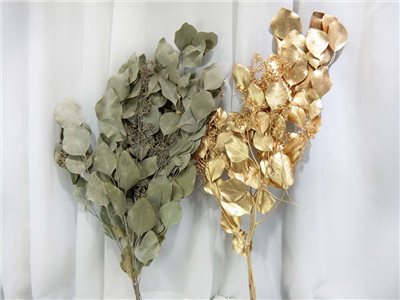 果實尤加利(484)**原色