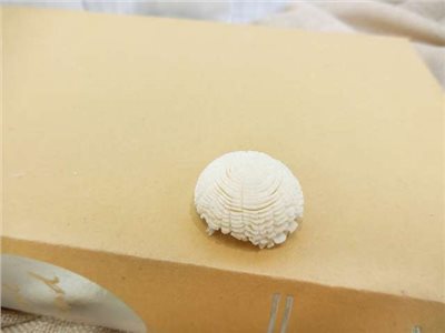 泰國索拉圓滿花  3cm(10入)白