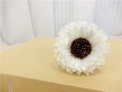 泰國索拉向日葵  6cm(10入)白